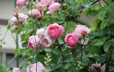 『バラの剪定と根の周りの整理』の画像