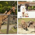 シェビーズのブログ
