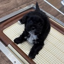 ペキプー君☆彡