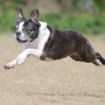 わんわんアイランド淡路島