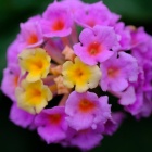 『新製品：LAOWA65mmF2.8・2倍マクロによる川べりの花　2020/05/28』の画像