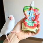 白文鳥のぴーちゃんの記録