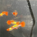 ワンラブ観賞魚部門の入荷情報ブログ！