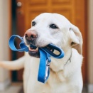 パピーウォーカー経験者の実体験に基づく「犬との散歩に便利なグッズ」6選