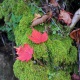 紅葉の日光　社山へ