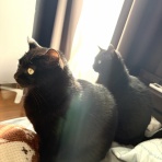 おそらくその平凡こそ幸せ　猫と私と家族の日常