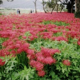 『2025.9『真庭市川東公園の彼岸花群生地❸』岡山県真庭市』の画像