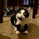 『Muddy Cat 定期便 7/29〜8/2』の画像