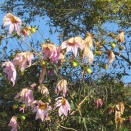 霜に弱い皇帝ダリヤ