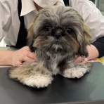 ペットショップワンラブ 愛知県小牧市 カインズ小牧店ペッツワンコーナーのスタッフブログ