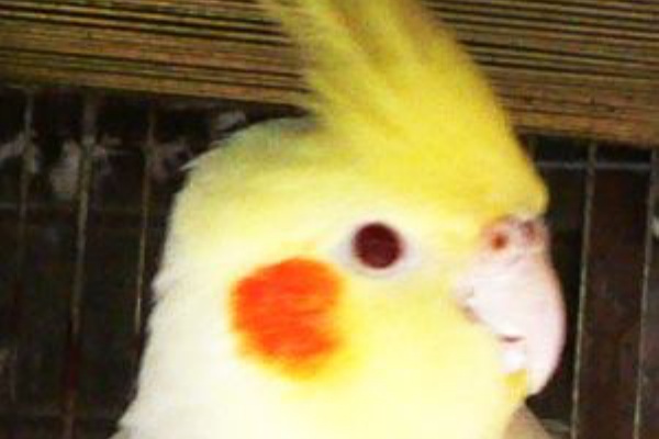 ほっぺはやっぱり真っ赤 元さんの愛鳥日記