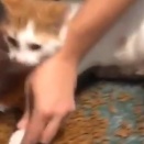 おまえがやったんだろ！猫に己の罪を償わせるための罰を与える・・・。海外の反応