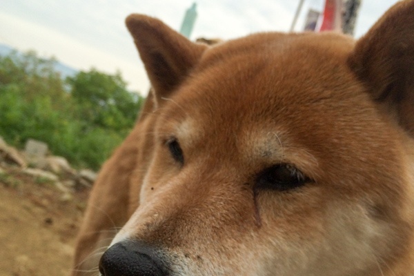 枚方つーしん 柴犬