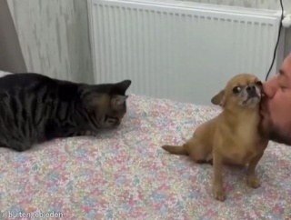 飼い主を独り占めしたいチワワが…猫に嫉妬心を燃やす