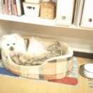 飼い主とそれ以外