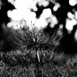 『2025.9『真庭市川東公園の彼岸花群生地❹』岡山県真庭市』の画像