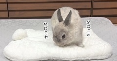 うさぎのルリ(8/28追記)