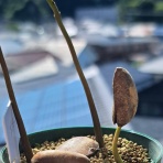 盆栽な感じで…的な！