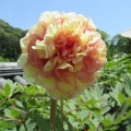 花の寺　長谷寺へ3