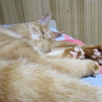 だいちゃんとはなちゃんの猫日記