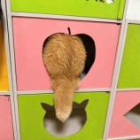 『"はみだし"ネコちゃん撮ってみた📸』の画像