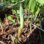 飲食経験40年のblog