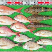2026年4月18日　釣果