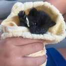 くろこねこ譲渡にあたってのお話