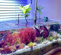 海藻・海草育成で学んだこと ～ミクロフローラ育成水槽～