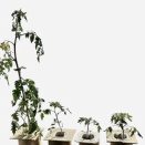 🍅1月の窓辺のトマト達、こんなに差が出た成長スピード