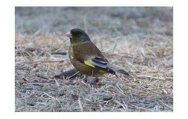 『令和6(2024)年3月14日の鳥さん Vol.1　八柱霊園で野鳥の観察･撮影 普通種ばかりだけど､色々登場!!』の画像