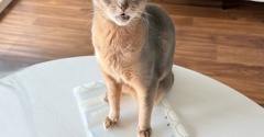 Threadsでバズってる猫のオモチャを作った