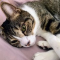 ⓃⒺⓌ🐾「なんぴとたりとも僕の手の上には置かせにゃい😾」『裸夢 me more，NONTA』