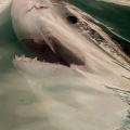 人類｢メガロドンは絶滅した！(決定的な根拠なし、深海ほぼ未探索、シーラカンスは生きていた)｣←これ