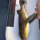 釣りサークル。