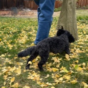 セラピー犬が来ました