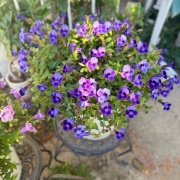 ＊スーパートレニアカタリーナが綺麗！一年通しておすすめしたい花です