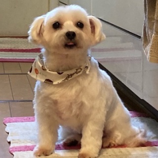 NPO法人ペット里親会