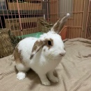 りあちゃんの避妊手術。