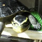 とりあえずカメ飼っちゃぃな！