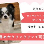 WanWan net🐾ボランティアチーム