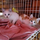 またまた　子猫です。