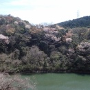 薪棚製作着手／桜の下見