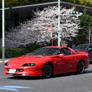 桜とカマロ