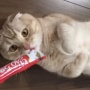 【要注意】猫に『ちゅーる』をあげすぎるのはアカンかもしれない… その理由が…
