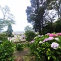 紫陽花の名所【秋葉公園】へ行ってきたが…