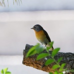 お城と淀川の鳥撮り記