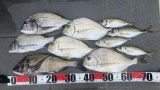 お魚いっぱい釣れた！！！（※画像あり）