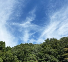 蝉鳴く彼岸の墓参り