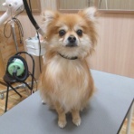 広島県呉市 ペットショップワンラブ呉焼山店のスタッフブログ